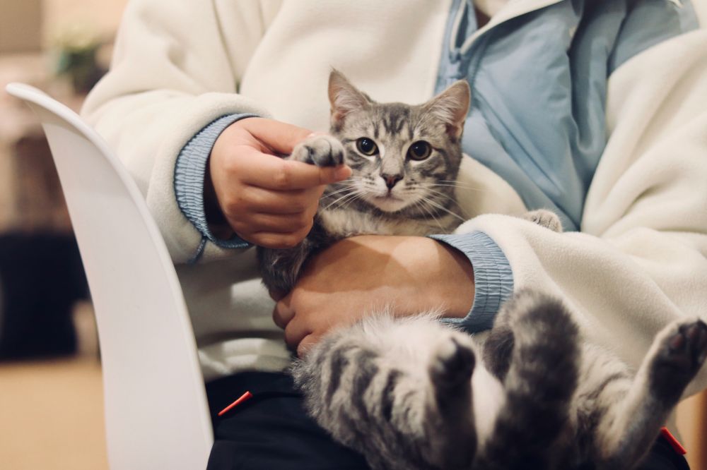 Veterinær bergen  trygg hjelp for kjæledyr i alle livsfaser